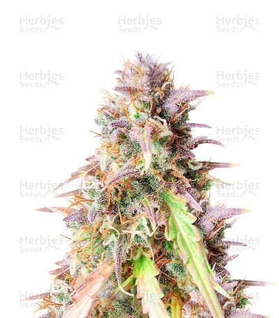Blueberry Cookies seeds at Herbies Head Shop