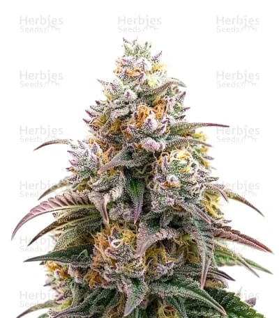 Blueberry Muffin seeds at Herbies Head Shop