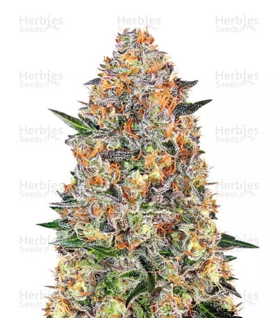 Bubba Kush seeds at Herbies Head Shop