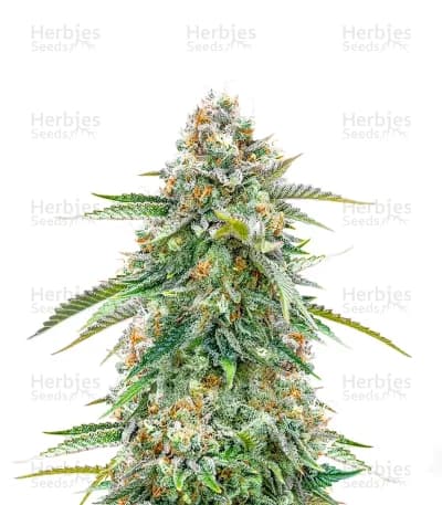 Cherry Pie seeds at Herbies Head Shop