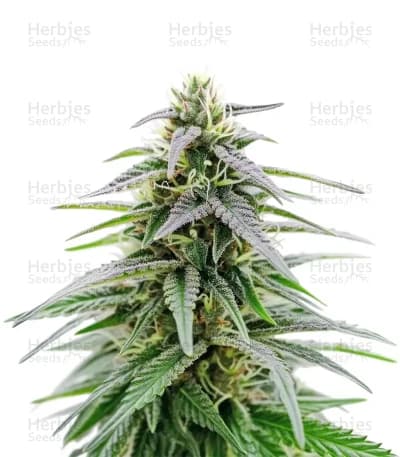 Critical Mass seeds at Herbies Head Shop