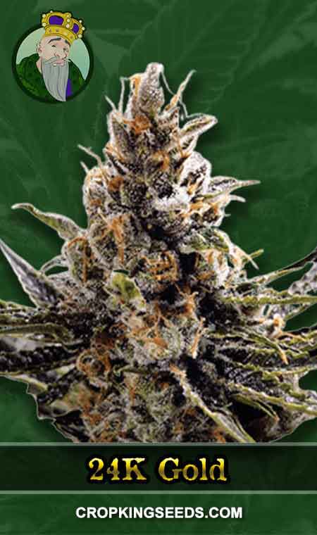 24K Gold seeds at Crop King Seeds