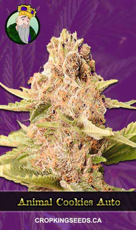 Animal Cookies seeds at Crop King Seeds