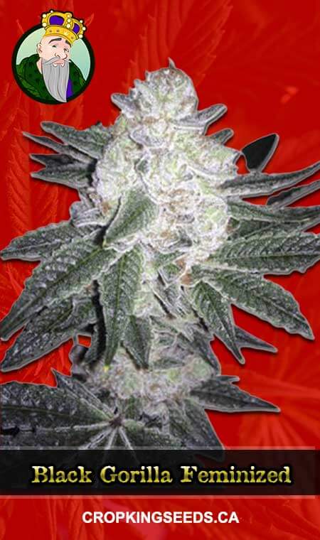 Black Gorilla seeds at Crop King Seeds