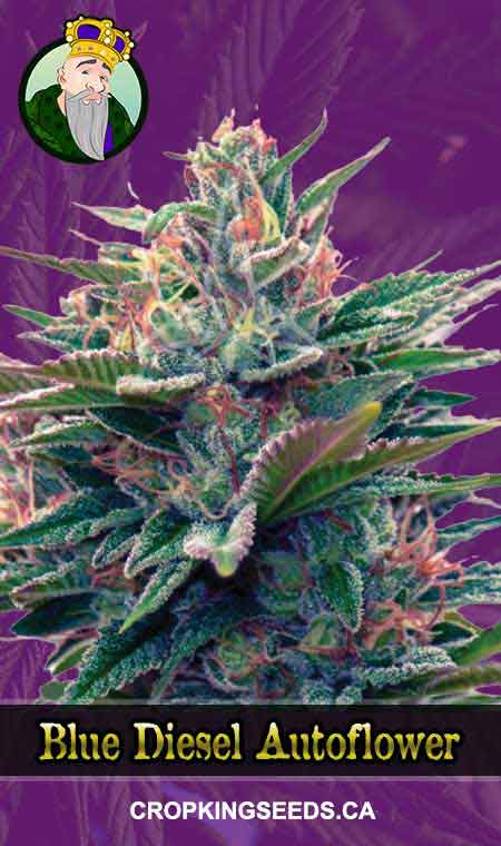 Blue Diesel seeds at Crop King Seeds