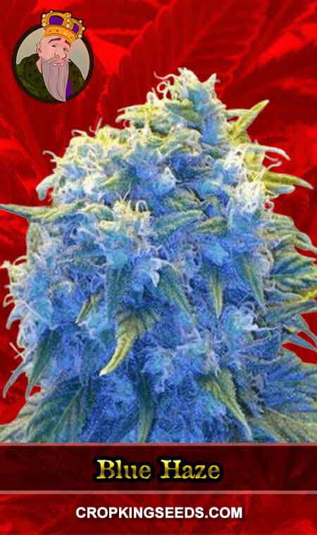 Blue Haze seeds at Crop King Seeds