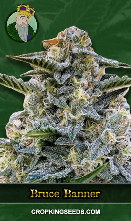 Bruce Banner Regular