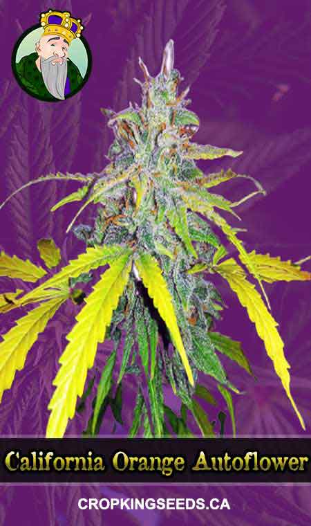 California Orange seeds at Crop King Seeds
