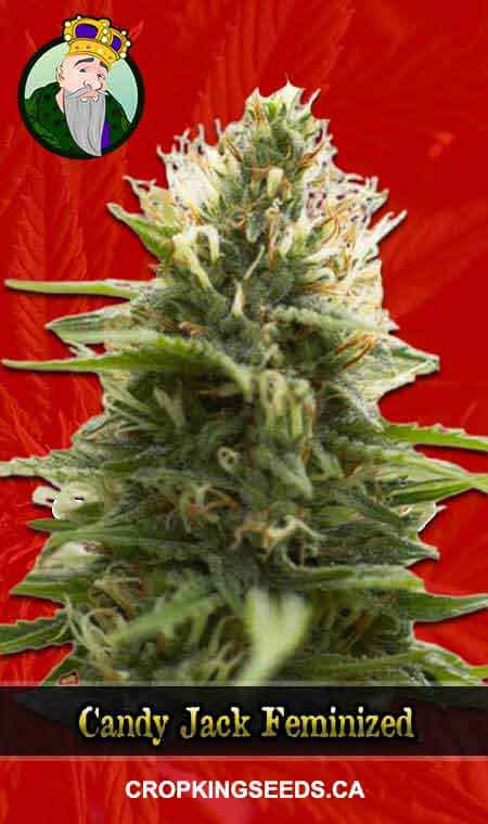 Candy Jack seeds at Crop King Seeds