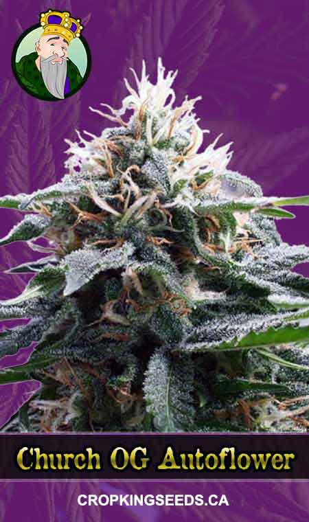 Church OG seeds at Crop King Seeds