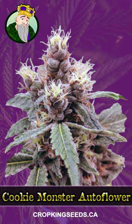 Cookie Monster seeds at Crop King Seeds