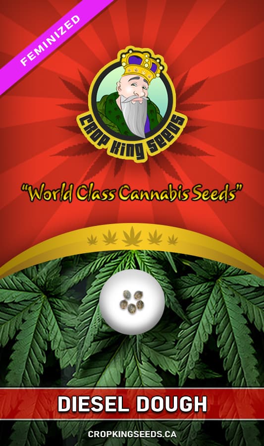 Diesel Dough seeds at Crop King Seeds
