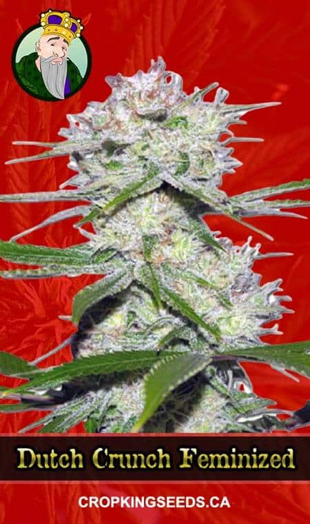 Dutch Crunch seeds at Crop King Seeds