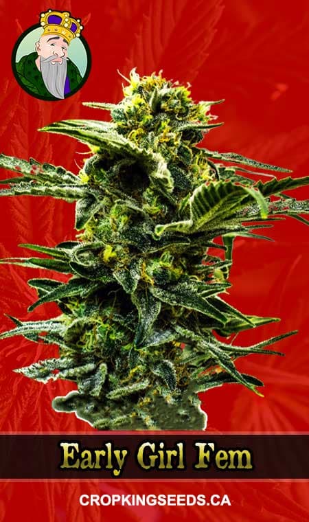Early Girl seeds at Crop King Seeds