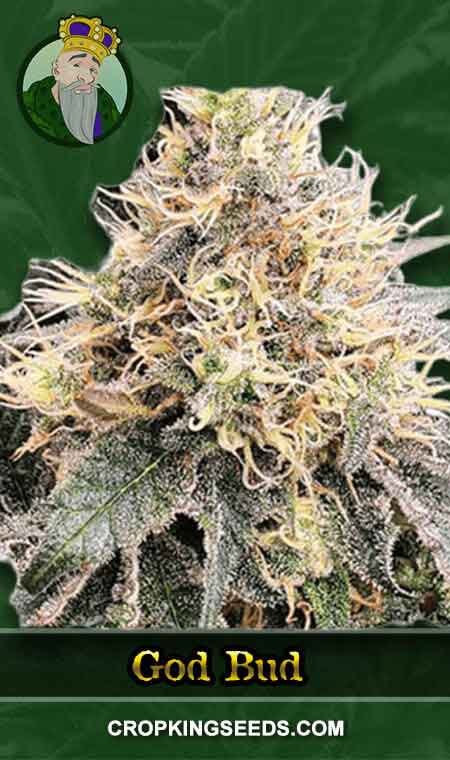God Bud seeds at Crop King Seeds
