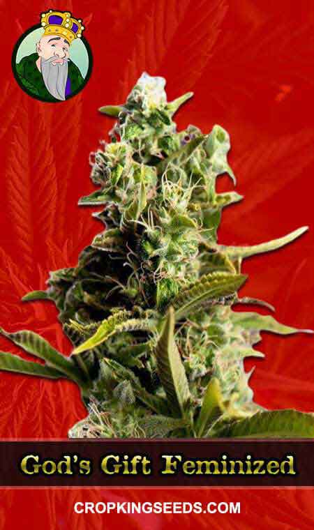 God's Gift Feminized
