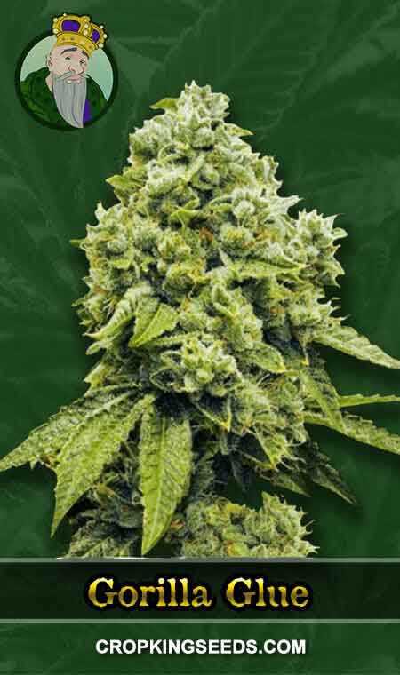 Gorilla Glue Regular