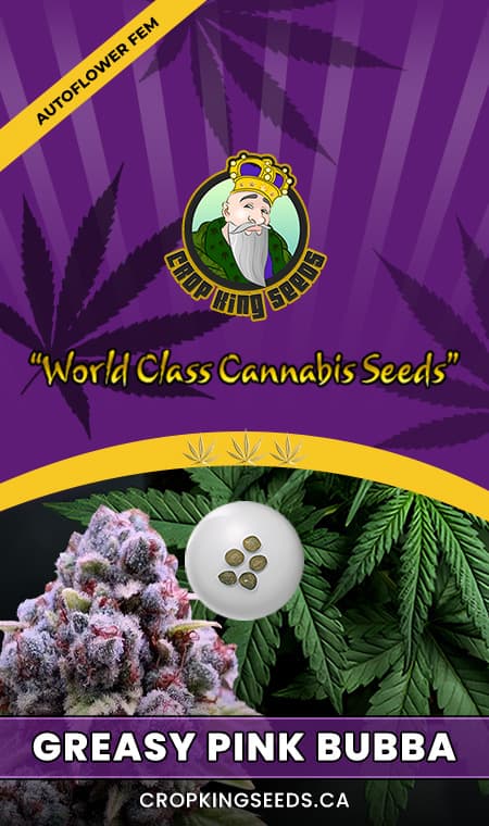 Greasy Pink Bubba seeds at Crop King Seeds