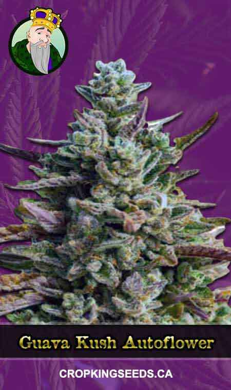 Guava Kush seeds at Crop King Seeds