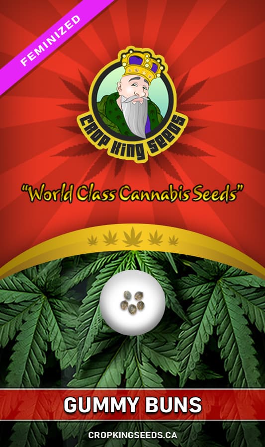 Gummy Buns seeds at Crop King Seeds