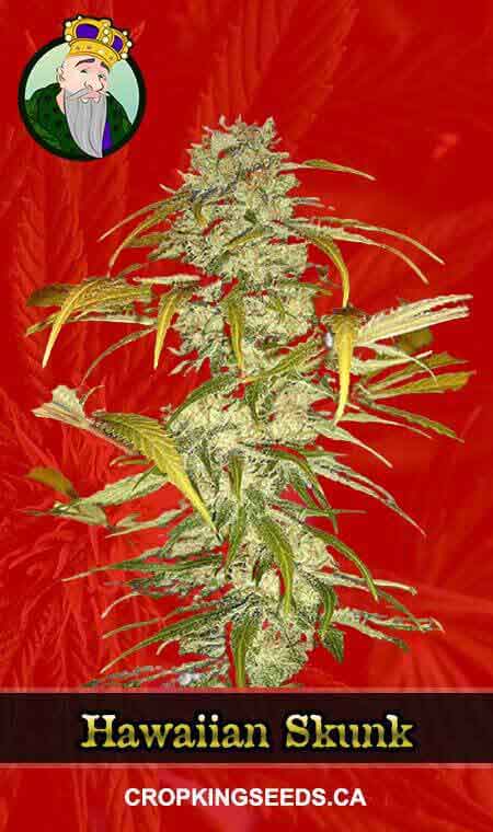 Hawaiian Skunk seeds at Crop King Seeds