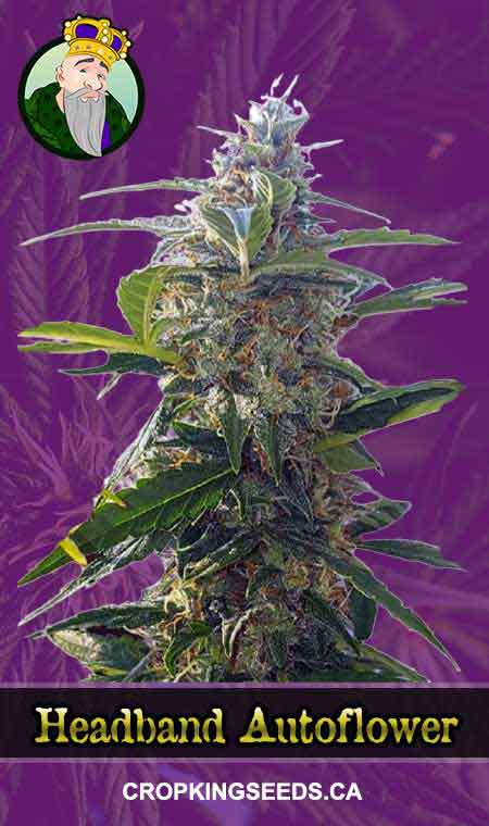 Headband seeds at Crop King Seeds