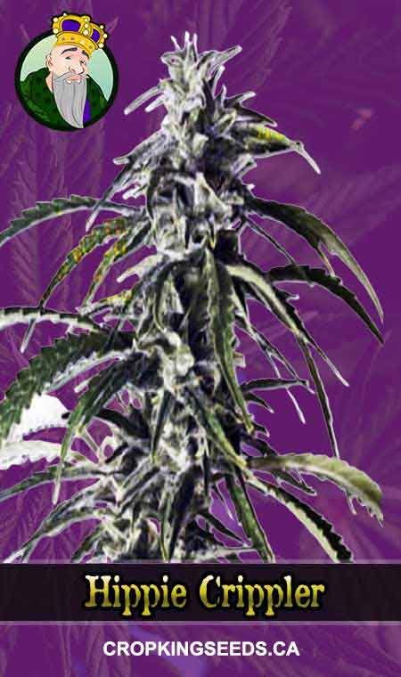 Hippie Crippler seeds at Crop King Seeds