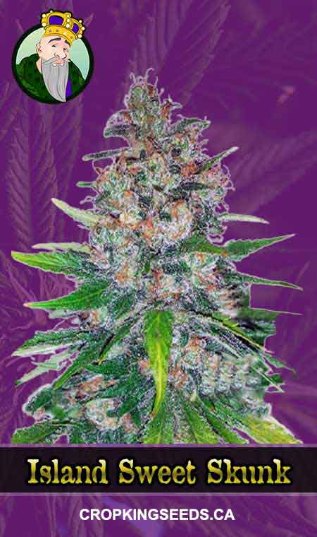 Island Sweet Skunk seeds at Crop King Seeds