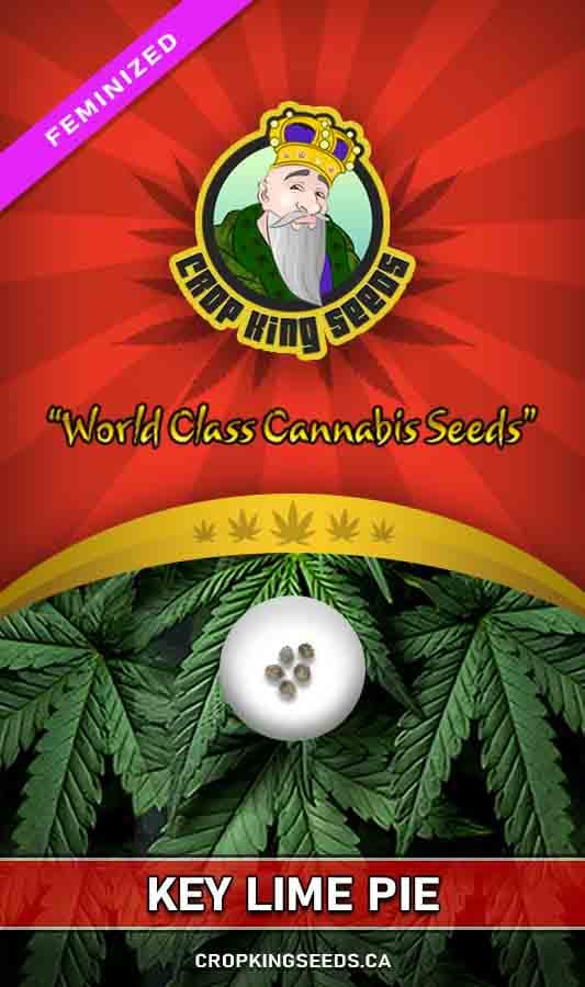 Key Lime Pie seeds at Crop King Seeds