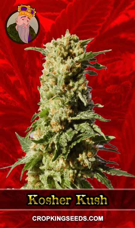 Kosher Kush seeds at Crop King Seeds