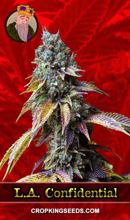 LA Confidential seeds at Crop King Seeds