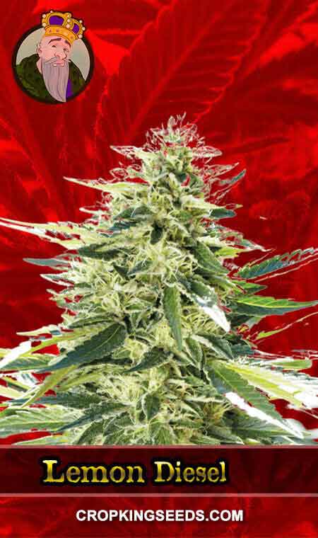 Lemon Diesel seeds at Crop King Seeds