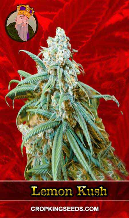 Lemon Kush seeds at Crop King Seeds