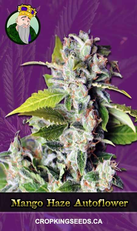 Mango Haze seeds at Crop King Seeds