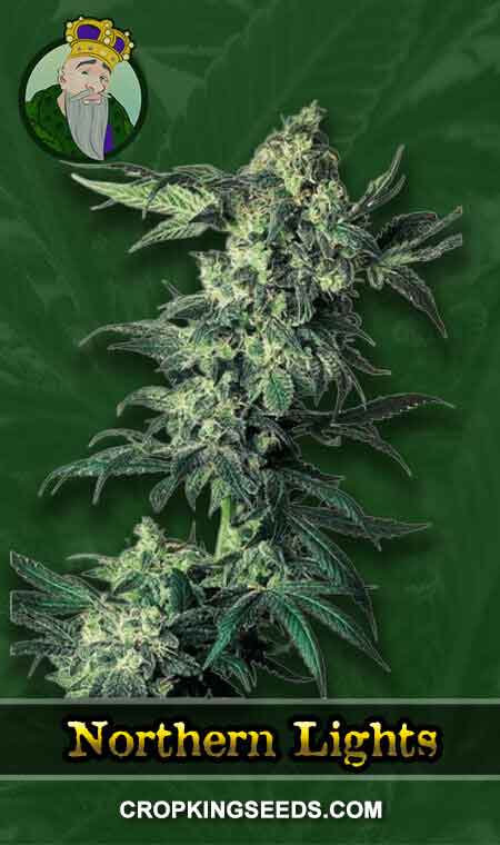 Northern Lights Regular