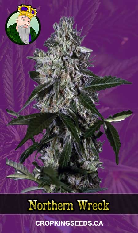 Northern Wreck seeds at Crop King Seeds
