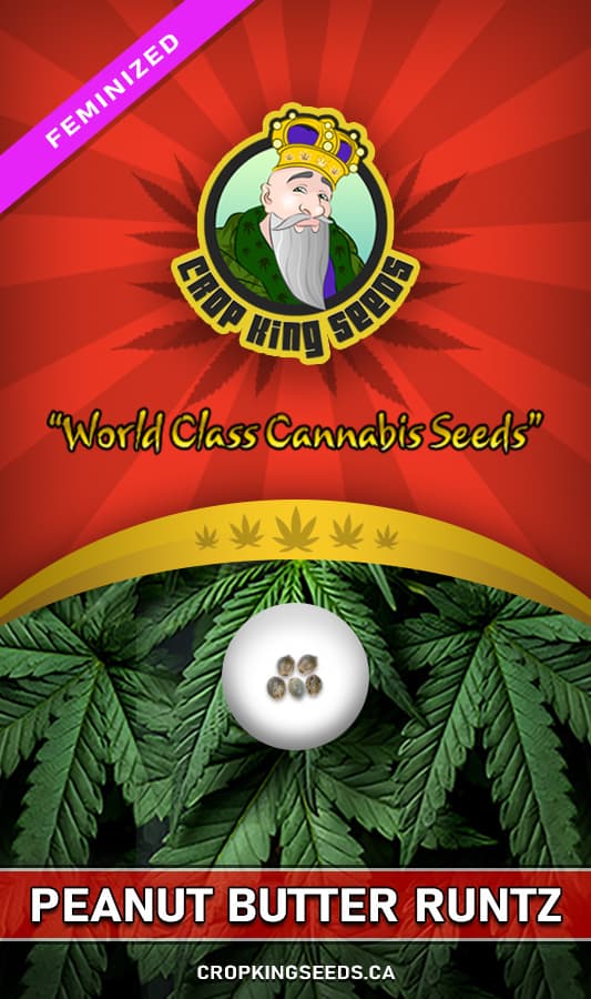Peanut Butter Runtz seeds at Crop King Seeds