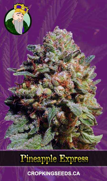 Pineapple Express Autoflowering