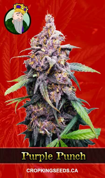 Purple Punch