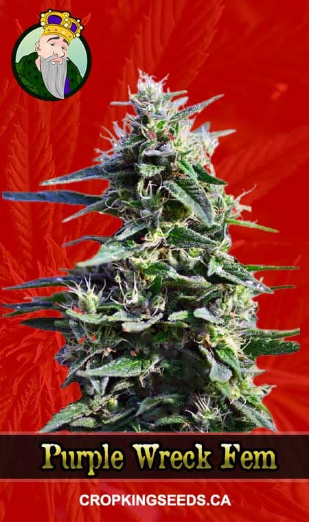Purple Wreck seeds at Crop King Seeds