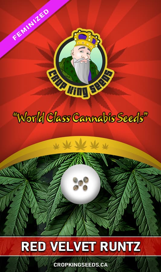 Red Velvet Runtz seeds at Crop King Seeds