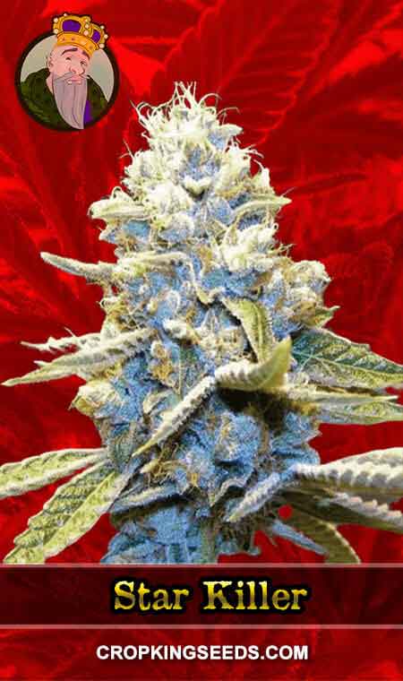 Star Killer seeds at Crop King Seeds