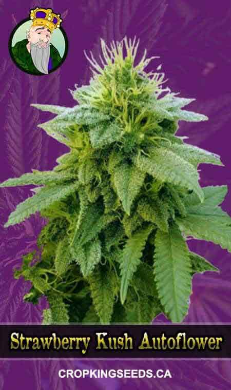 Strawberry Kush seeds at Crop King Seeds