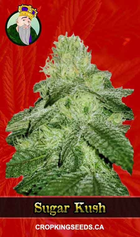 Sugar Kush seeds at Crop King Seeds