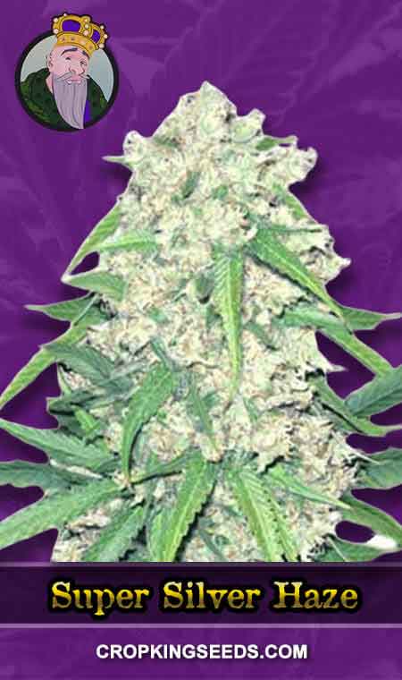 Super Silver Haze Autoflowering