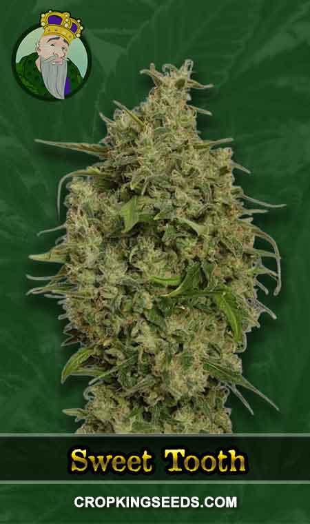 Sweet Tooth seeds at Crop King Seeds