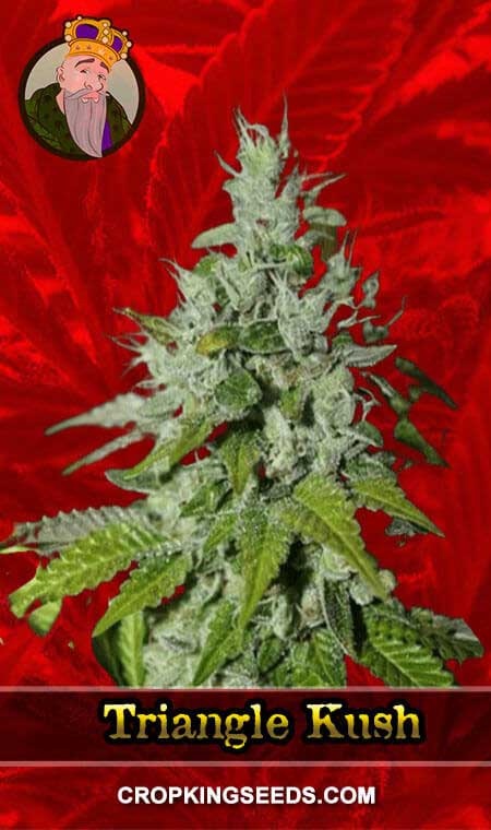 Triangle Kush seeds at Crop King Seeds