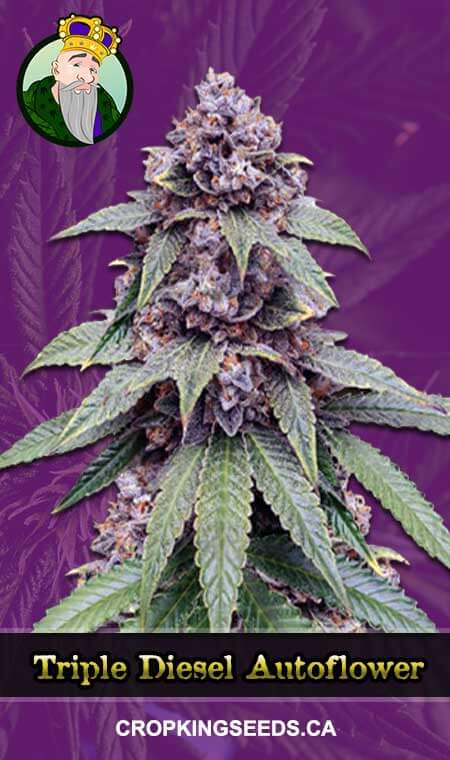 Triple Diesel seeds at Crop King Seeds