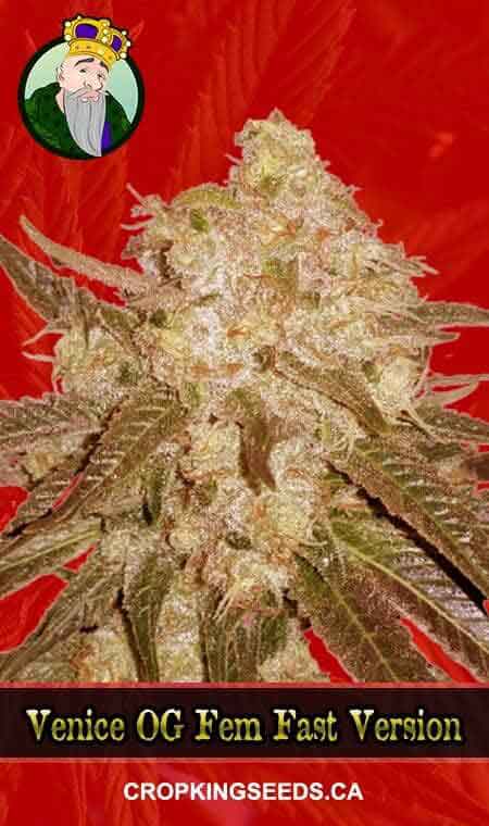 Venice OG seeds at Crop King Seeds