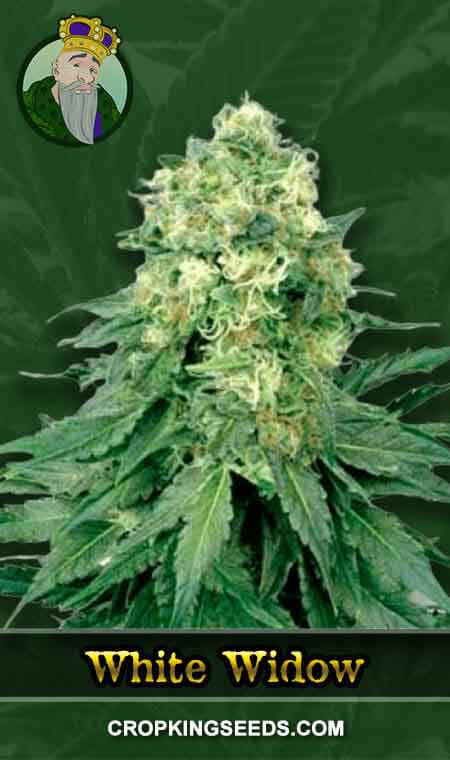 White Widow Regular